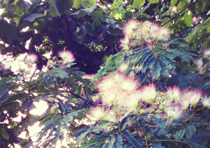 ねむの木の花の写真です。先がピンクの細い